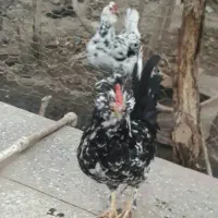 تخم نطفه دارگلین وخروس ونیمچه خروس گلین