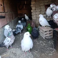 کبوتر|پرنده|سیجوال, |دیوار