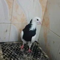 نر طوقی گرفتنی