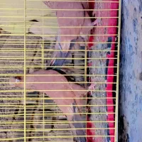 کبوتر کله ای هویزه|پرنده|اهواز, پردیس|دیوار