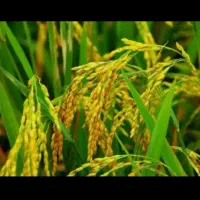 شالیزار 2000 متری ضیابر