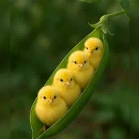 مرغ گوشتی کبابی و ارزان