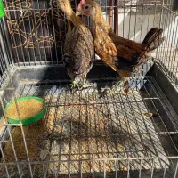 نیمچه مرغ و خروس لری اصیل|حیوانات مزرعه|مبارکه, |دیوار