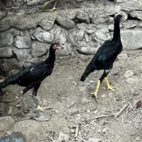 جوجه لاری اوشامو