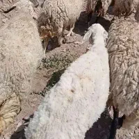 فروش میش شال یکساله که حدود دو ماه آبستن شده اند.