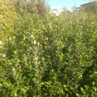 فوجی و گوآوا|خدمات باغبانی و درختکاری|آستارا, |دیوار