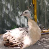 طاووس مصری ماده ۱۳ ماهه