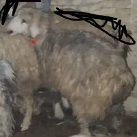 میش|حیوانات مزرعه|گندمان, |دیوار