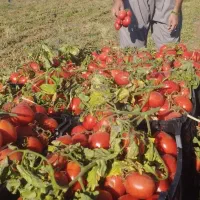 فروش یک هکتار گوجه