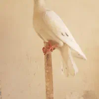 کفتر کشتنی
