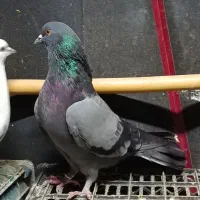 کبوتر پرشی تضمین|پرنده|فاضل آباد, |دیوار