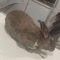 خرگوش فروشی|موش و خرگوش|مریوان, |دیوار