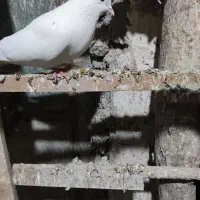 کبوتر گمشده در نمین