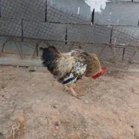 ...|حیوانات مزرعه|خانمیرزا, |دیوار