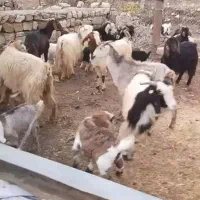 ۲۰ عدد بز با بزغاله