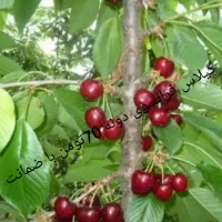 نهال نهالستان گیلاس دونه70تومن