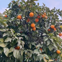 نارنج آبدار