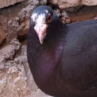 پلنگ بال سفید