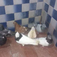 کبوتر کله ای و رنگی