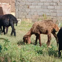 فروش ۶ عدد کاور یا بره سالم توجه توجه قیمت همه|حیوانات مزرعه|سقز, |دیوار