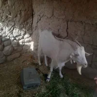 بز و تکه|حیوانات مزرعه|طبس, |دیوار