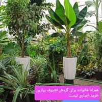 بنجامین تنه بافته شده پیوندی