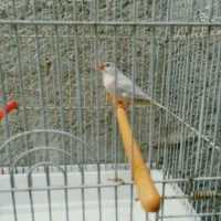 فنچ شرط و تضمین کارداده فنچ ها معمولی نیستن|پرنده|چمران, |دیوار