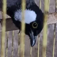 پرنده خانگی|پرنده|آبپخش, |دیوار