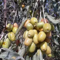 خدمات کشاورزی داریوش|خدمات باغبانی و درختکاری|گوگان, |دیوار