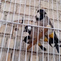 قاری دم زرد