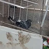 کبوتر گم شده