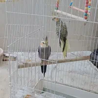عروس هلندی خوشکل پر از برکت از تنهایی در میای