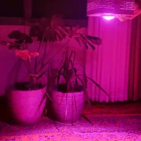 پروژکتور(لامپ)مخصوص رشدگیاه فول اسپکتروم مولتی چیپ