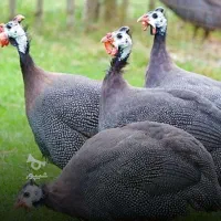 مرغ شاخدار و یک عدد دی وی دی  سه دیسک  تر وتمیز