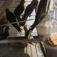 عروس هلندی.جوجه.مولد.دونخور