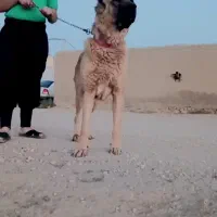 سگ سرابی ذات قدیم