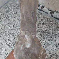 سینه قهوه ای سینه سیاه کفتر کبوتر|پرنده|شیراز, محراب|دیوار