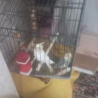 سلام یک جفت عروس هلندی ویک جفت مرغ عشق