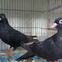 زاغ چشم نوک سفید|پرنده|قشم, |دیوار