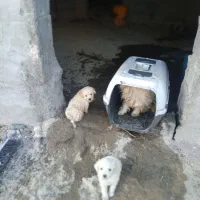 توله