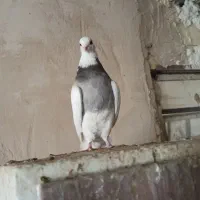 دم سفید|پرنده|شیراز, شهرک صنعتی شیراز|دیوار