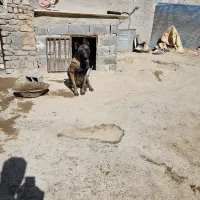 مالینویز نر اماده جفت گیری|سگ|پردیس, سیاه سنگ|دیوار