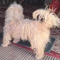 جا به جا شدن