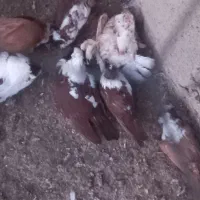 کفترا را موشور میخوره