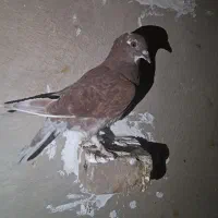 کبوتر پلاکی|پرنده|سراوان, |دیوار