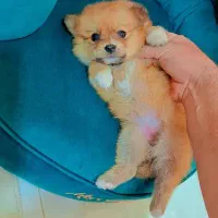 پامر خرسی عروسکی|سگ|رشت, دیانتی|دیوار