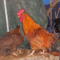 یک عدد خروس