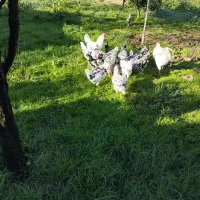 تخم مرغ گلین اصل فول ریش 20000تومان|حیوانات مزرعه|تهران, شهرآرا|دیوار