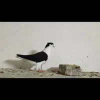 ساده کاکلی جوونه