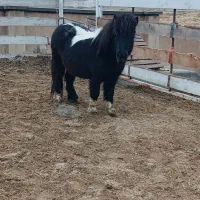 اسب فلابلا (پونی)|اسب و تجهیزات اسبسواری|لواسان, |دیوار